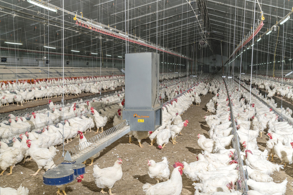 Gefluegelhaltung-poultry-management-MaleChain-Big-Dutchman_72.jpg