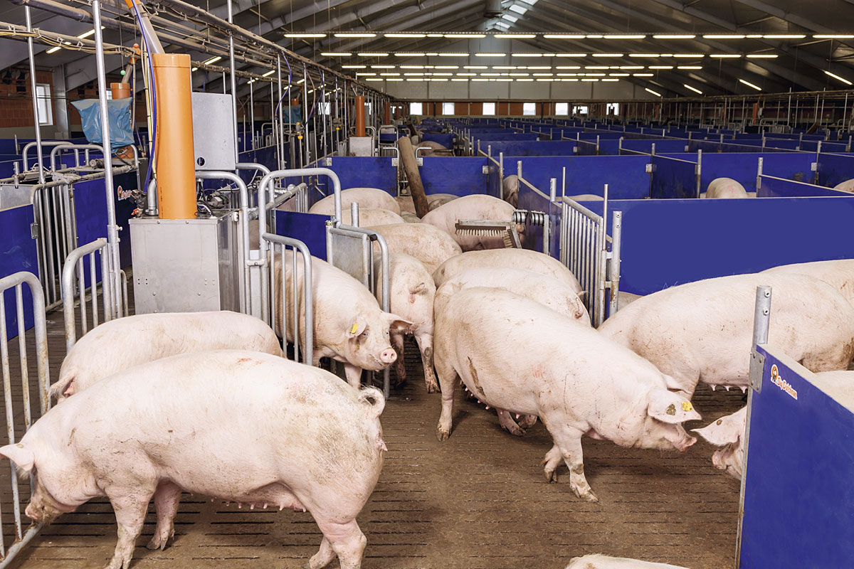 Stallmanagement-pig-house-management-BFN-call-innpro-Big-Dutchman_72.jpg