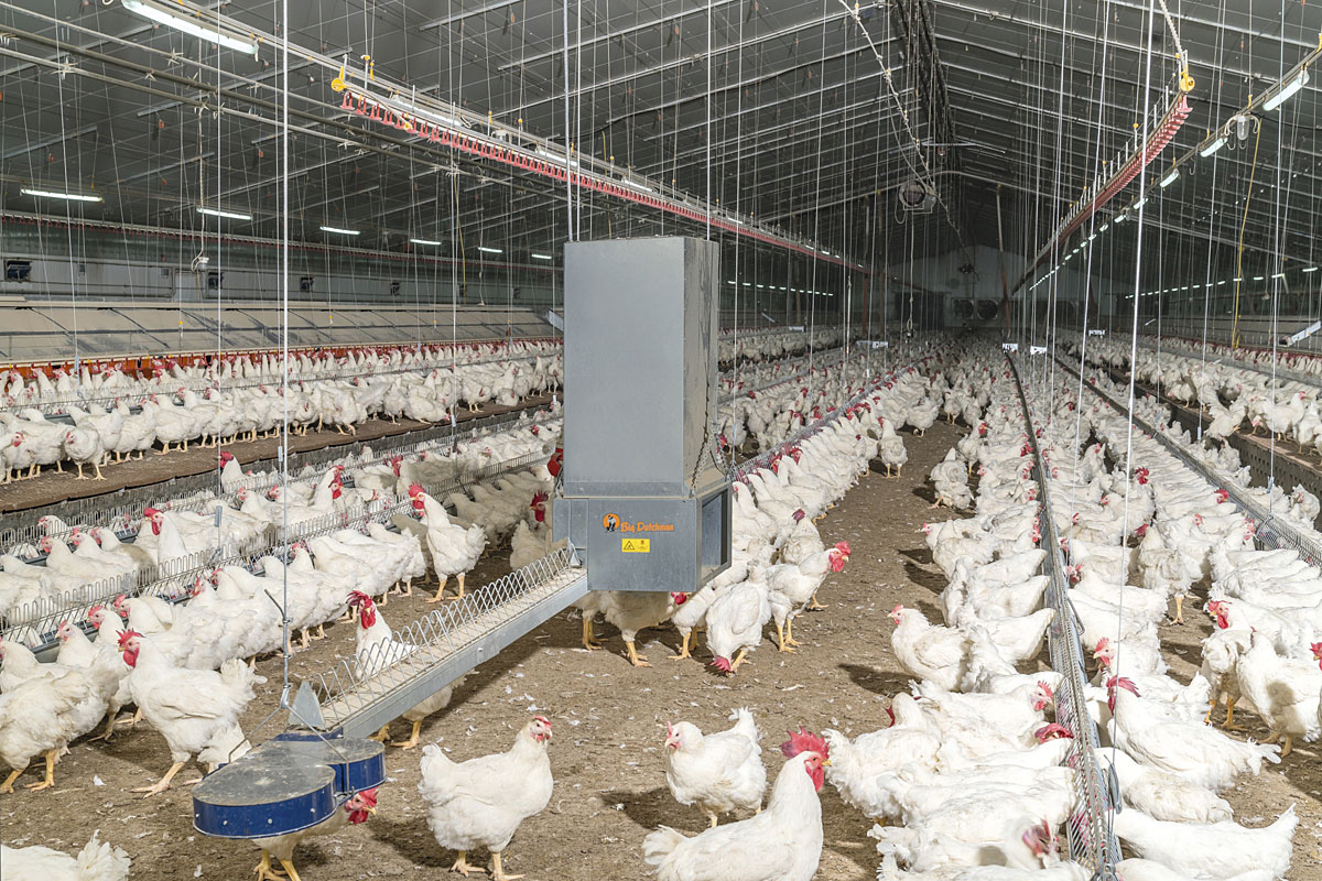 Broiler-Elterntierhaltung-broiler-breeder-management-MaleChain-Big-Dutchman_72.jpg